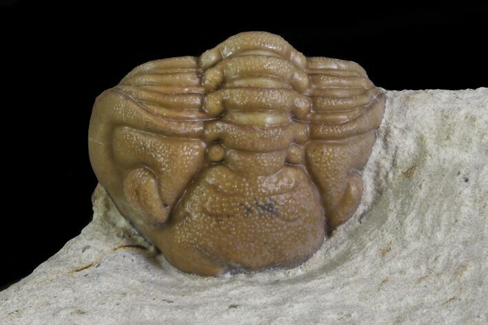 Bargain, Enrolled Lochovella (Reedops) Trilobite - Oklahoma #68619